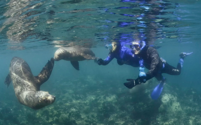 Buceo con focas en Las Grutas